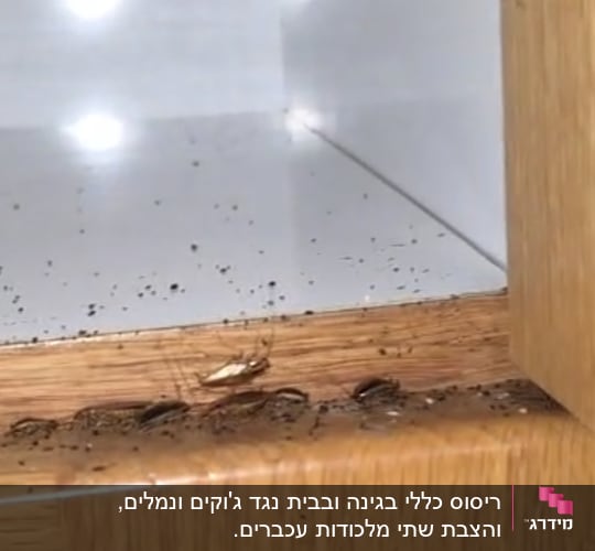 תיקנים וגללים בחריצי ארון עץ במסגרת עבודת הדברת ג'וקים